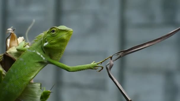Πράσινο Chameleon Κεφάλι Βίντεο Κοντινό Πλάνο Του Χαμαιλέοντα — Αρχείο Βίντεο