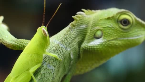 Green Chameleon Head Videos Close Chameleon Chameleon Hunts Grasshopper Rose — ストック動画