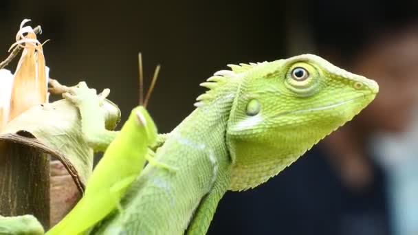 Green Chameleon Head Videos Close Chameleon Chameleon Hunts Grasshopper Rose — Stockvideo