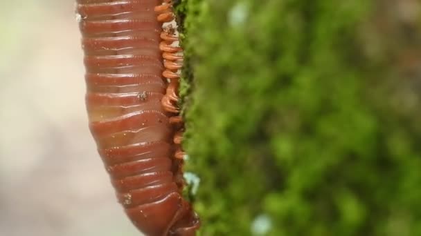 Мерехтіння Повільного Відео Деталі Ноги Spirostreptus Trigoniulus Corallinus Або Kluwing — стокове відео