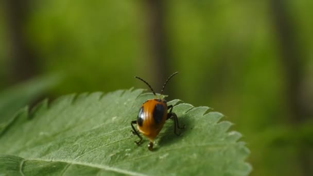 マクロLadybugは美しい色の小さな昆虫です — ストック動画