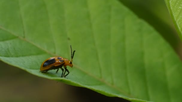 Macro Ladybug Small Insect Beautiful Colors — Vídeo de stock