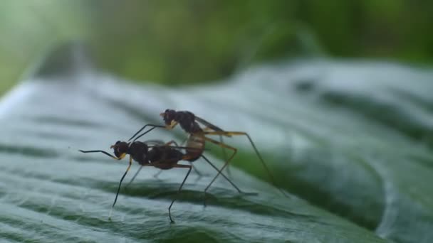 Bahçedeki Yaprakların Üzerinde Çiftleşen Iki Böcek Böceğin Makro Görüntüleri Eşek — Stok video