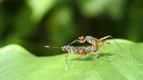 Dua Kumbang Kawin Pada Daun Taman Rekaman Makro Kumbang Video — Stok Video