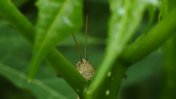 Macro Footage Grasshopper Leaf Natural Background Close Portrait Grasshopper — Vídeos de Stock