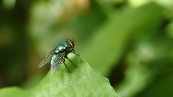 Fly Leaves Videos Fly Eats Rotten Fruits Black Fly Footage — Vídeo de Stock