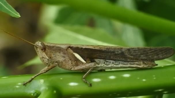 Macro Footage Grasshopper Leaf Natural Background Close Portrait Grasshopper — 비디오