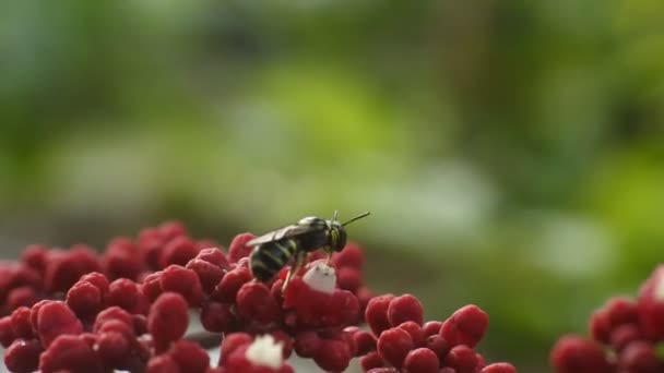 甲虫栖息在红花上 黑色甲虫镜头 — 图库视频影像