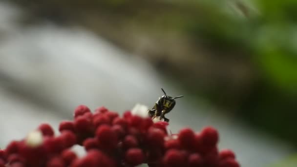 Beetle Perched Red Flowers Black Beetle Footage — Video Stock