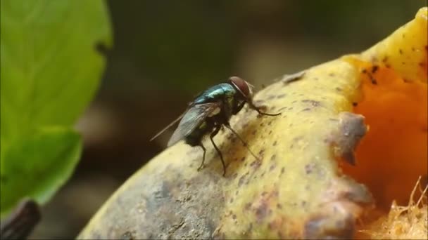 飞上树叶Hd视频 苍蝇吃腐烂的水果 黑色苍蝇镜头 — 图库视频影像
