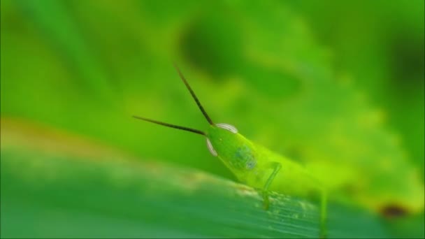 Macro Footage Grasshopper Leaf Natural Background Close Portrait Grasshopper — 비디오