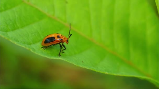 Macro Ladybug Είναι Ένα Μικρό Έντομο Όμορφα Χρώματα — Αρχείο Βίντεο