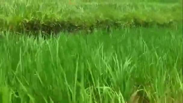 Video Footage Drone Hitting Rice Plant Point View Drone Footage — Vídeos de Stock