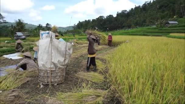 Farmers Work Together Harvest Rice Fields Karangasem Bali October 2021 — 비디오