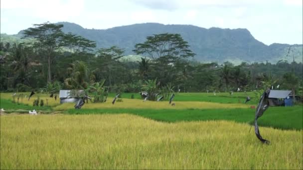 Die Schönheit Der Reisfelder Und Hügel Von Einer Villa Aus — Stockvideo