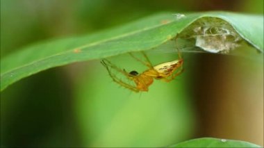 Araneus diadematus. Yaz ormanında haç şeklinde örümcek. Araneomorph familyasının araneomorph örümcekleri cinsi. Örümcek Araneus, yeşil doğanın arka planına karşı bir ağa yakın çekim yapıyor.