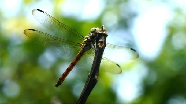 Die Wilde Libelle Hockte Auf Dem Seil Nahaufnahme Und Makroaufnahme — Stockvideo