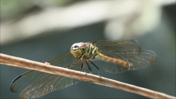 Wild Dragonfly Perched Cable Close Macro Shot — Video Stock