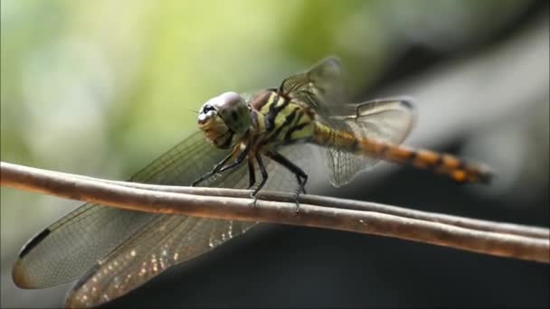 wild dragonfly perched on the cable. Close-up and macro shot