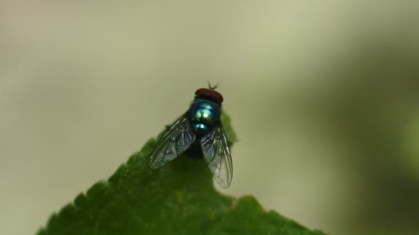 Fly Βίντεο Μύγα Κουνάει Φτερά Της Όταν Προσγειώνεται Στα Φύλλα — Αρχείο Βίντεο
