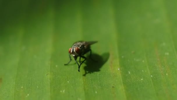 Fly Videos Fly Moves Its Wings Lands Leaves Black Fly — Stock video