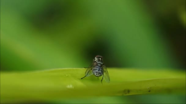 Fly Βίντεο Μύγα Κουνάει Φτερά Της Όταν Προσγειώνεται Στα Φύλλα — Αρχείο Βίντεο