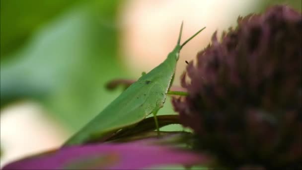 Grasshopper Close Βίντεο Πράσινο Grasshopper Κάθεται Στο Φύλλο — Αρχείο Βίντεο