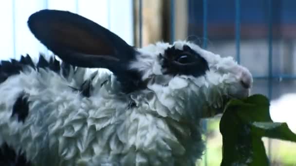 Conejo Comiendo Verduras Verdes Una Jaula Azul — Vídeos de Stock