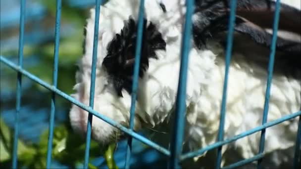 Rabbit Eating Green Vegetables Blue Cage Focus Bars Iron Cage — Vídeo de Stock