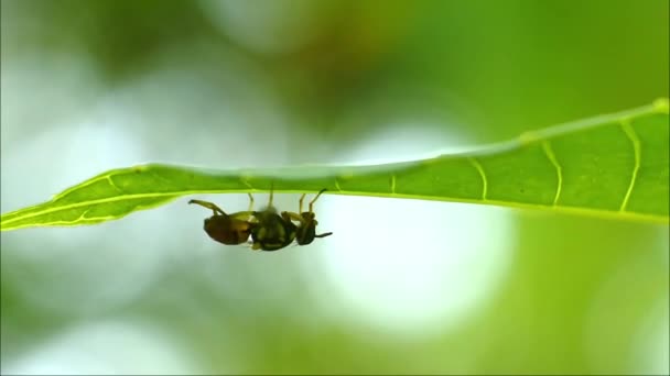 Wasp Polistes Nipponensis Saussure Leaves — Stock videók
