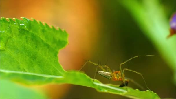 Araneus Diadematus Spinnen Kreuzförmig Sommerwald Gattung Der Araneomorphen Spinnen Der — Stockvideo