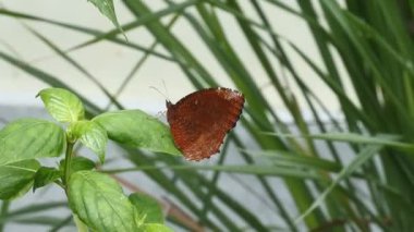 Kahverengi kelebek vahşi ormandaki yaprakların üzerine tünemiş.