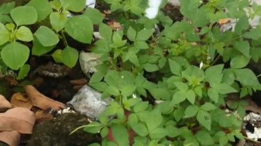 Yaprakların üzerinde uçan beyaz kelebek