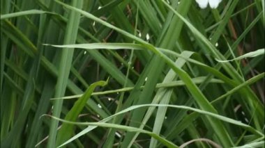 Yaprakların üzerinde uçan beyaz kelebek