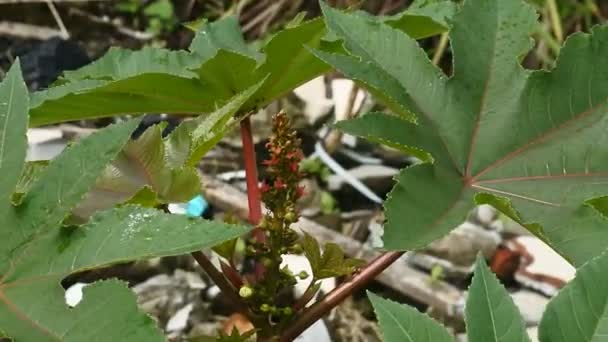 Ricinus Communis Uma Espécie Angiospermas Família Euphorbiaceae Plano Perto — Vídeo de Stock