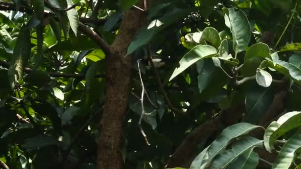 Σπουργίτι Σκαρφαλωμένο Κλαδιά Βίντεο Πτηνών — Αρχείο Βίντεο
