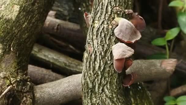 耳真菌会粘在腐烂的树上 耳真菌类 Auricularia Auricula 是属于巴西酵母菌的一类果冻真菌 具有独特的果冻质感 — 图库视频影像