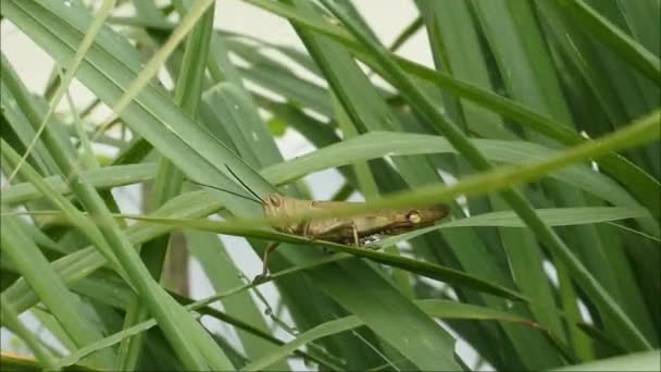 grasshopper close up video, Green grasshopper sitting on the leaf