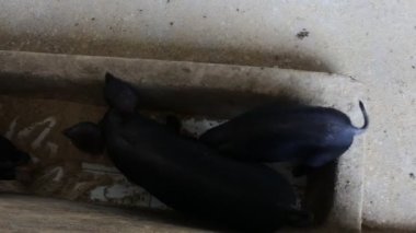 Yaban domuzu Bangli, Bali 'de bir ahıra yerleştiriliyor.