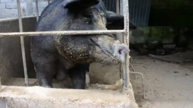 Yaban domuzu Bangli, Bali 'de bir ahıra yerleştiriliyor.