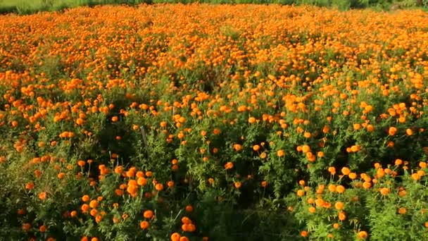 Chrysanthemengarten Schöne Gelbe Blüten Gelbes Chrysanthemenfeld Klungkung Bali — Stockvideo