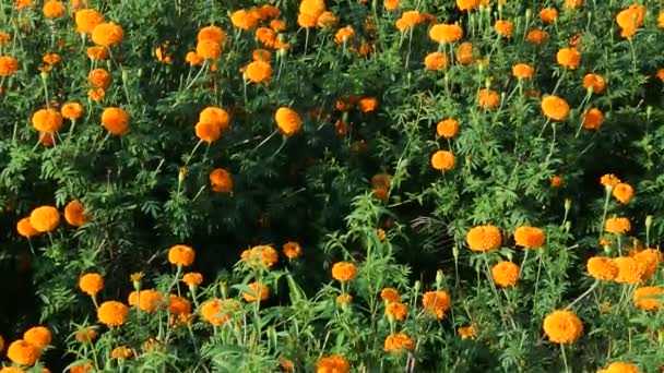 Jardín Crisantemo Hermosas Flores Amarillas Campo Crisantemo Amarillo Klungkung Bali — Vídeos de Stock