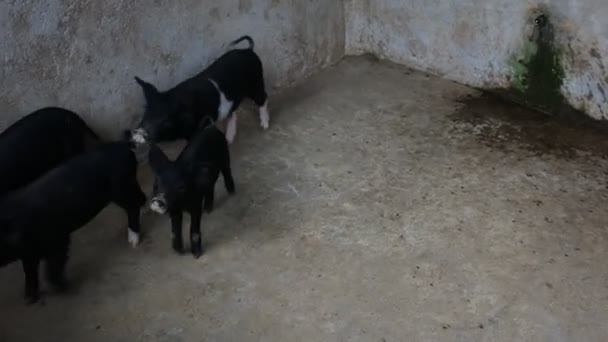 Wilde Zwijnen Als Vee Worden Een Hok Geplaatst Bangli Bali — Stockvideo