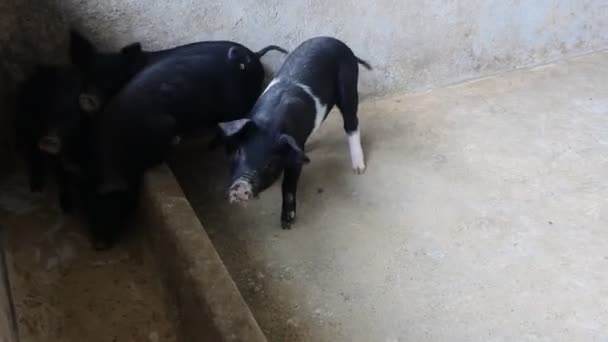 Javali Selvagem Como Gado São Colocados Uma Caneta Bangli Bali — Vídeo de Stock