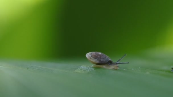 一只小蜗牛粘在绿叶上 蜗牛在其自然栖息地的镜头 Hd视频 — 图库视频影像