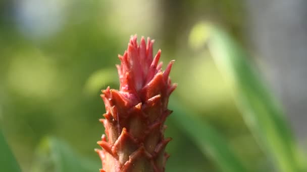 Close Atirar Flor Gengibre Vermelho Planta Medicinal Tradicional Vídeo Natureza — Vídeo de Stock