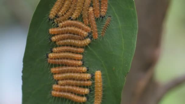 Yellow Caterpillar Crawling Tree Branch Video Plant Pests Animal Macro — Stock Video