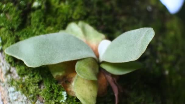 Wild Plant Parasite Clings Tree — Stock video