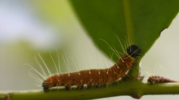黄毛虫爬行在树枝上Hd视频 植物害虫 动物宏观画面 — 图库视频影像
