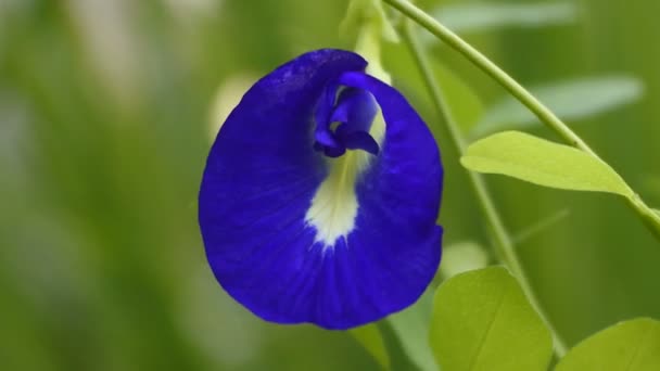 Fresco Púrpura Mariposa Guisante Azul Flor Guisante Primer Plano Video — Vídeos de Stock
